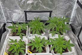 Discovering the Best Marijuana Seeds NJ A Complete Guide